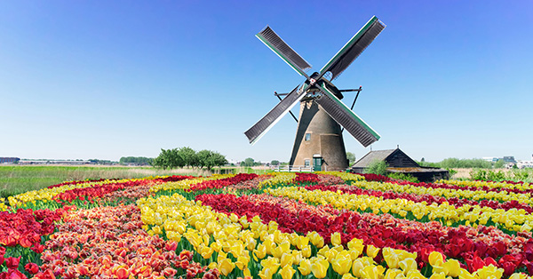 Tulips & Windmills